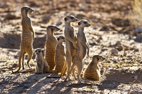 Familia suricata de pie cerca del nido —  Fotos de Stock