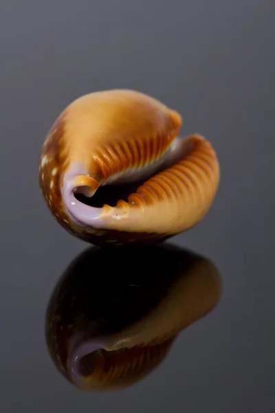 Sea shells in studio — Stock Photo, Image