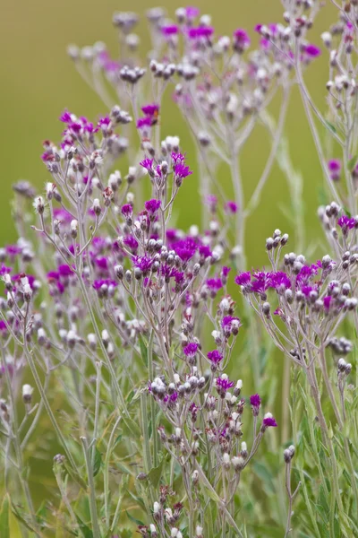 Fioletowe kwiaty przed zielony łąka — Zdjęcie stockowe