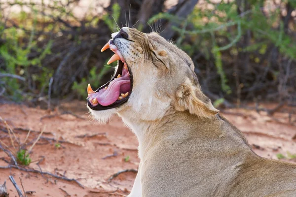 Löwin-Weibchen liegt auf Sand — Stockfoto