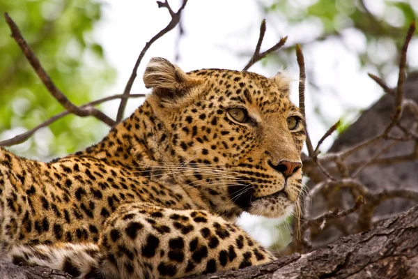 Leopard liegt im Baum — Stockfoto