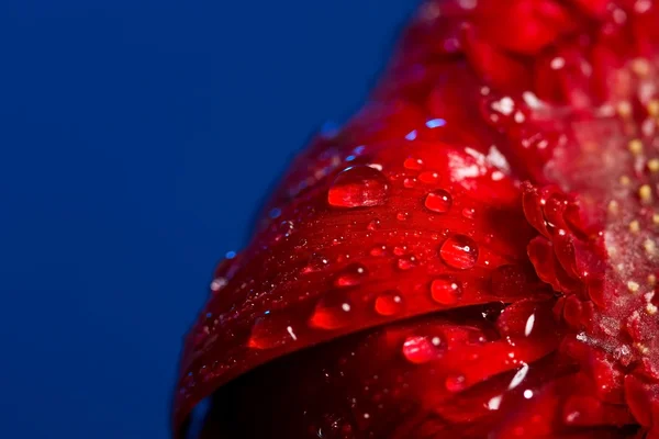 Macro of drops on red flower Stock Image