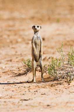 kum üzerinde duran suricate