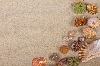 Deniz kabukları Studio