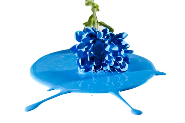 White flower fall in blue paint — Stock Photo, Image