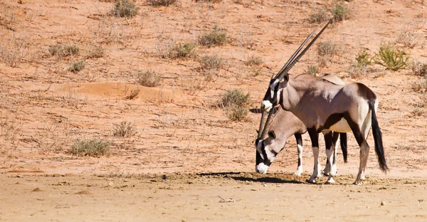 Oryx pasoucí se v poušti — Stock fotografie
