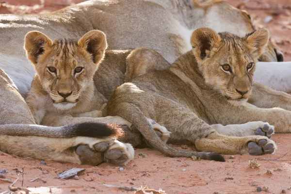 カブスと雌ライオン女性 — ストック写真