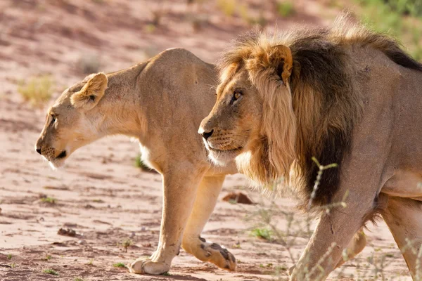 León macho y leona caza —  Fotos de Stock