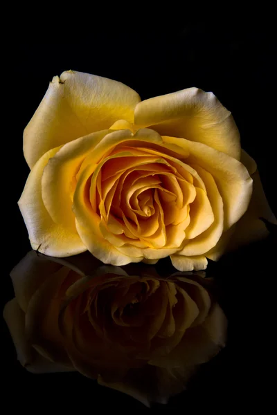 Macro of yellow rose — Stock Photo, Image