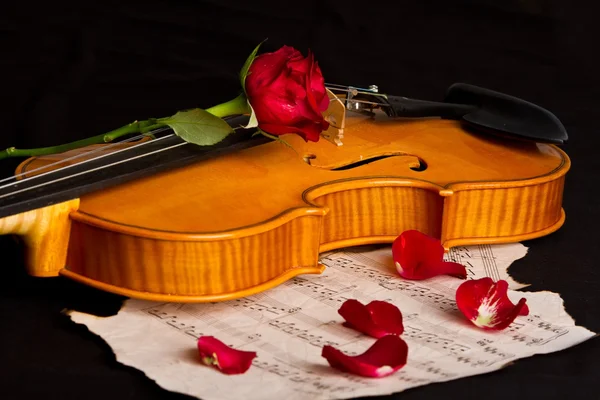 Violino partitura e rosa — Fotografia de Stock