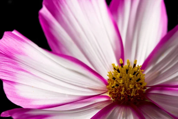 Cosmos rosa e flor branca — Fotografia de Stock