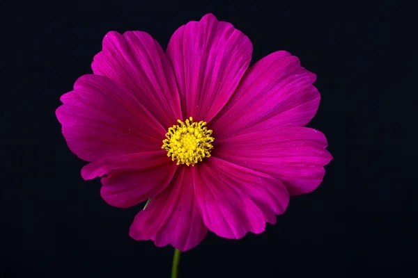 Cosmos rosa e flor branca — Fotografia de Stock