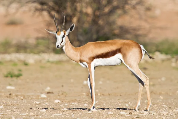 Springbok no kalahari — Fotografia de Stock