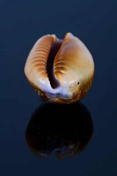 Sea shells in studio — Stock Photo, Image