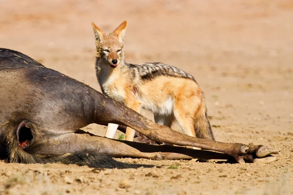 Jackal eating carcass — Stock Photo, Image