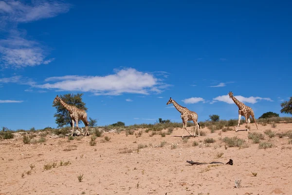 砂漠を歩く 3 キリン乾燥風景 — ストック写真