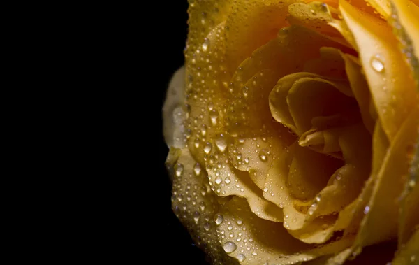 Makro žluté růže — Stock fotografie