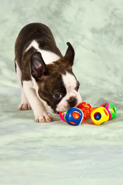 Boston terrier köpek oyna — Stok fotoğraf