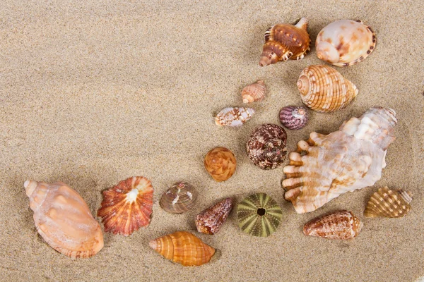 Conchas do mar em estúdio — Fotografia de Stock