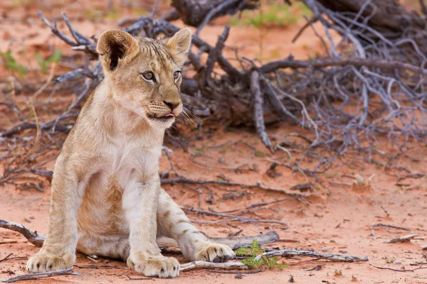 Leeuw cub zittend op het zand en op zoek — Stockfoto