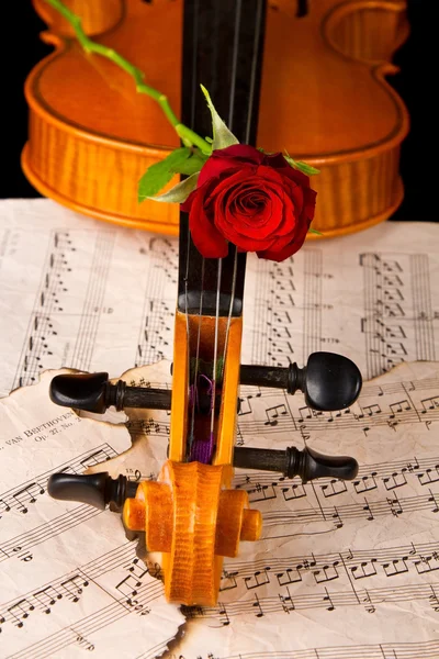 Hudba na notovém papíře housle a růže — Stock fotografie