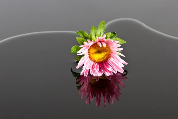 Small pink flower lay in water — Stock Photo, Image