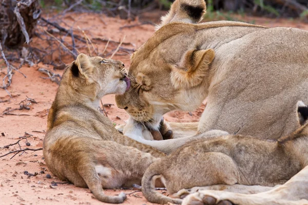 Lion cub play with mother on sand — Stock Photo, Image