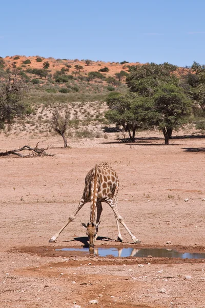 One giraffe drinking water in the desert dry landscape — Stock Photo, Image