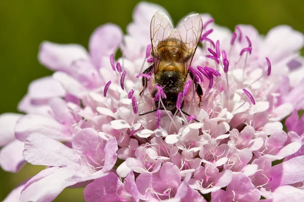 Makro Bee siedząc na fioletowy kwiat — Zdjęcie stockowe