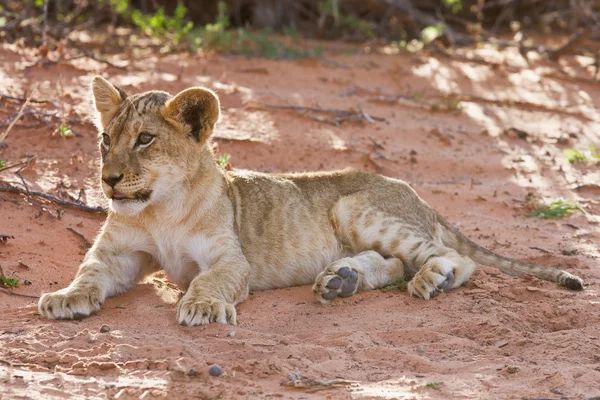 Lion cub lay on brown sand — Stock Photo, Image