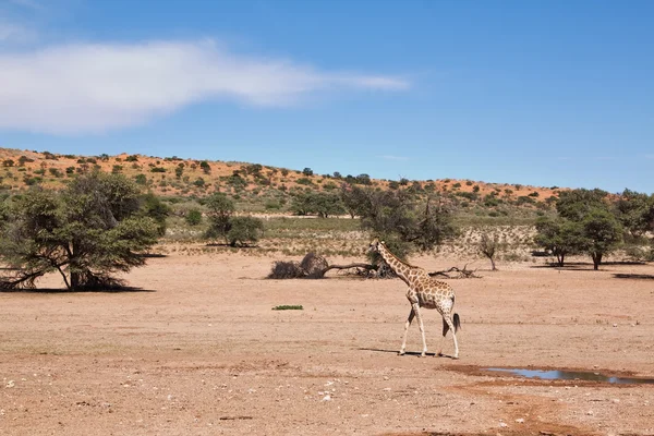 Una giraffa passeggia nel deserto paesaggio asciutto — Foto Stock