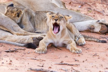 dişi aslan dişi yavruları ile