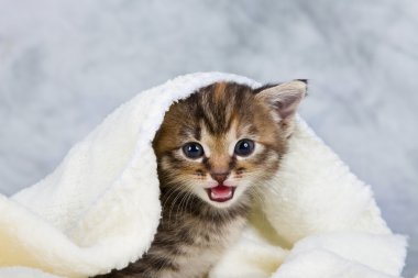 havlu kapalı yavru kedi