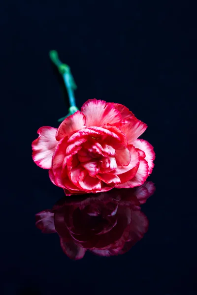 Reflexão flor vermelha na superfície escura — Fotografia de Stock