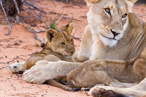 Lion cub play with mother on sand — Stock Photo, Image