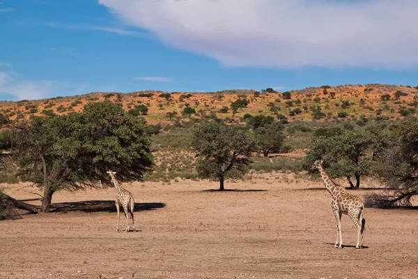 Zwei Giraffen in der trockenen Wüstenlandschaft — Stockfoto