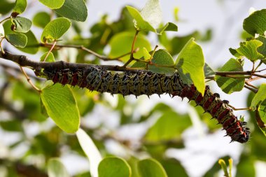 Mopane kurt yaprak üzerinde