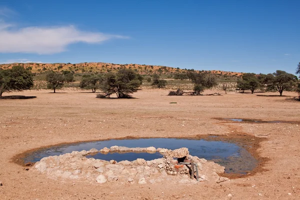 Water hole for animals in the desert — Stock Photo, Image