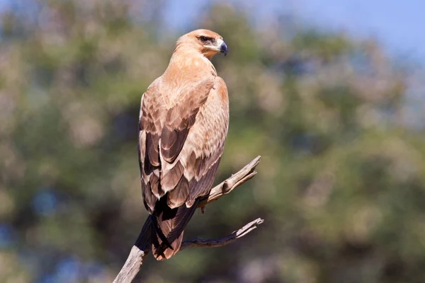 Águila de Walhlberg sentada en la rama — Foto de Stock