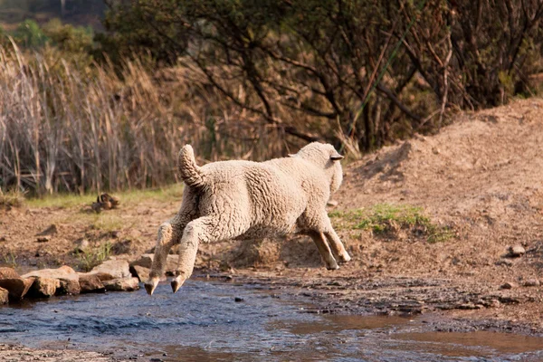 Sheep jump over water — Stock Photo, Image