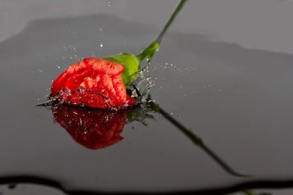 Rode bloem vallen in water — Stockfoto