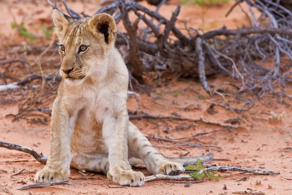 Leone cucciolo seduto sulla sabbia e guardando — Foto Stock