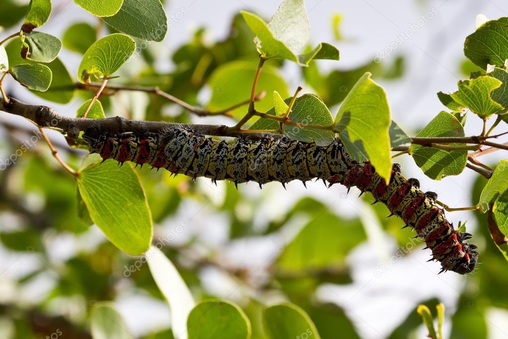 Mopane worm on leaf