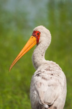 Yellowbilled stork walking in green grass looking back