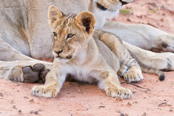 Dişi aslan dişi yavruları ile — Stok fotoğraf