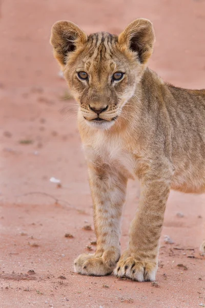 Schönes Löwenjunges auf Kalahari-Sand — Stockfoto