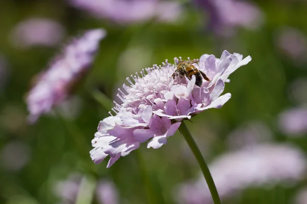 Macro of bee sitting on lilac flower — Stock Photo, Image