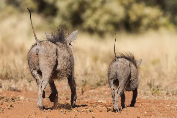 Dois warthogs fugindo com caudas erradas — Fotografia de Stock