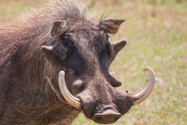 Warthog with big tusks and hairy face close-up clipart