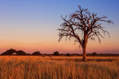 kalahari ölü bir ağaç güzel gün batımı